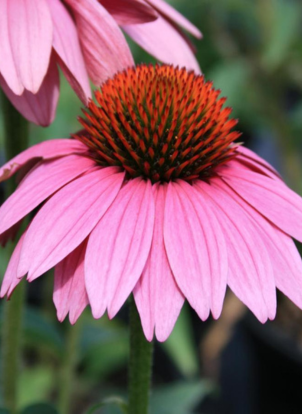 ECHINACEA PURPUREA