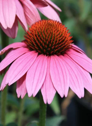 ECHINACEA PURPUREA